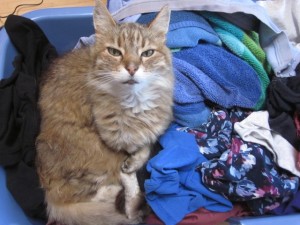 Mr Tigger Enjoyed Napping on Warm Laundry