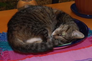Princess Tigger Enjoyed Napping in a Fruit Bowl