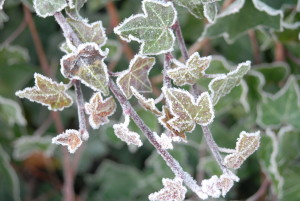 Frosted Ivy