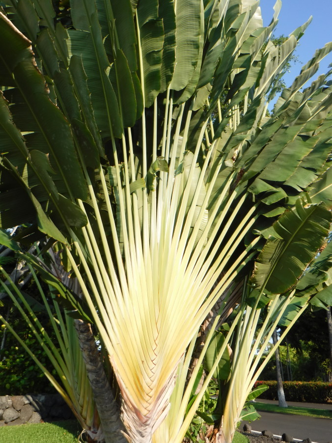 Fan Palm