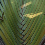 Detail on Fan Palm