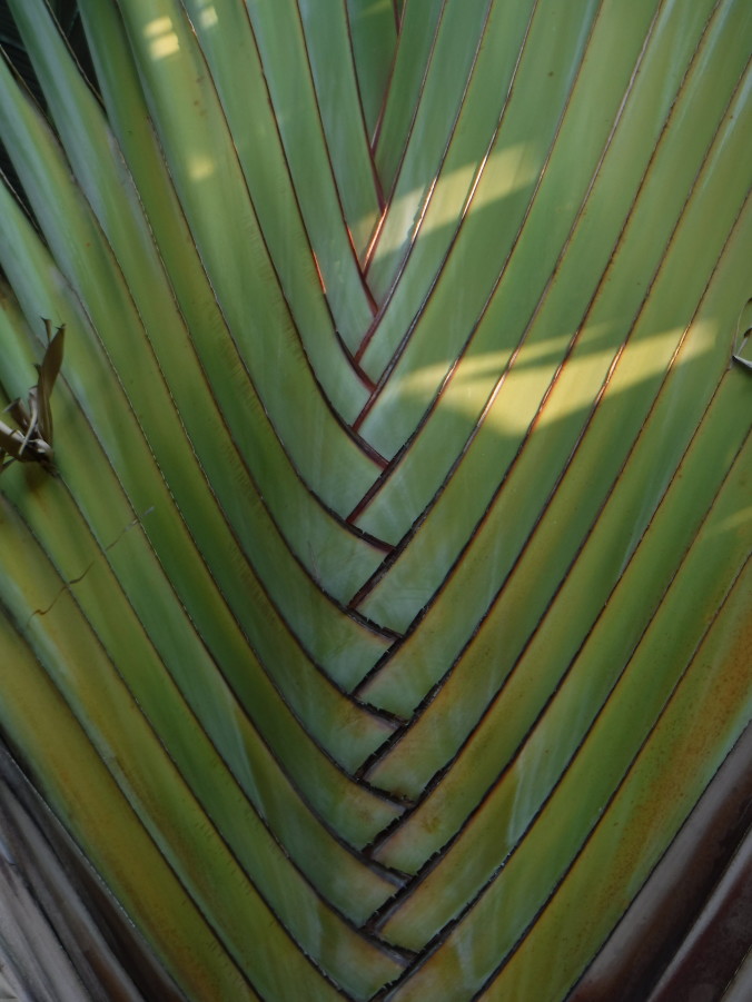 Detail on Fan Palm