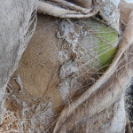 Detail of Palm Trunk