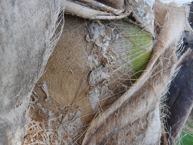 Detail of Palm Trunk