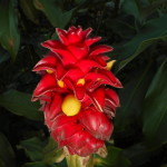 Vibrant Hawaiian Flower