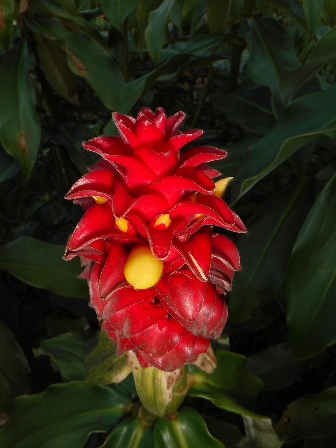 Vibrant Hawaiian Flower