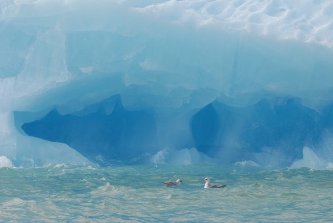 birds by an iceberg