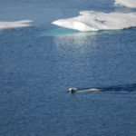 polar bear swimming