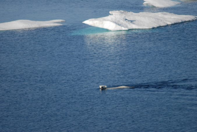 polar bear swimming