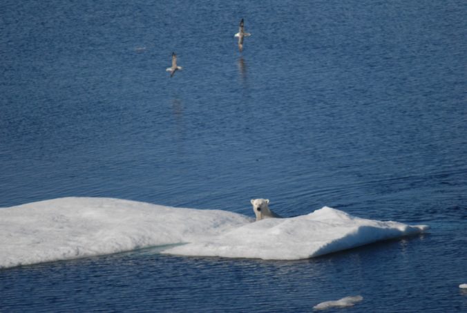 nearby ice floe