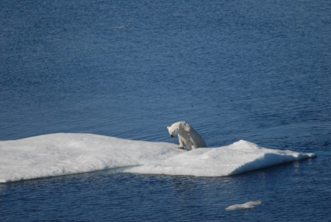 nervous polar bear