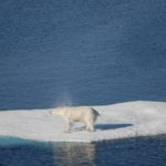 polar bear shake