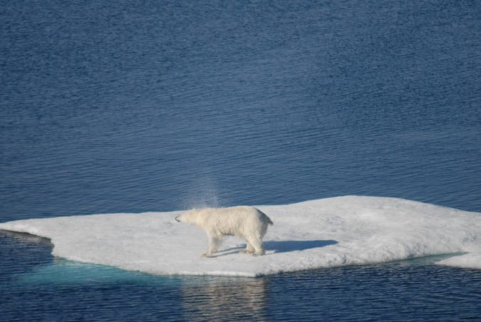 polar bear shake