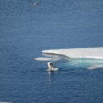 surfing polar bear