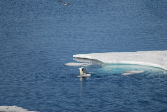 surfing polar bear