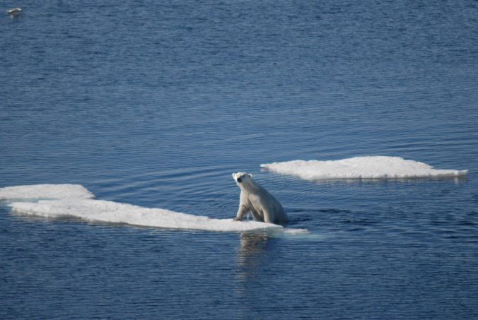 swam to another ice floe