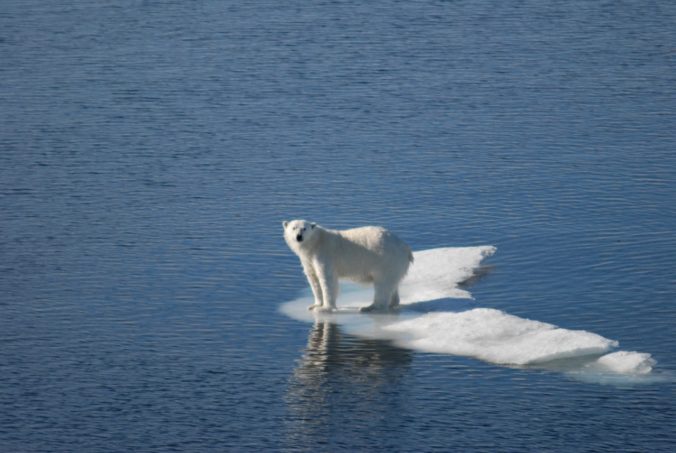 iconic polar bear pose