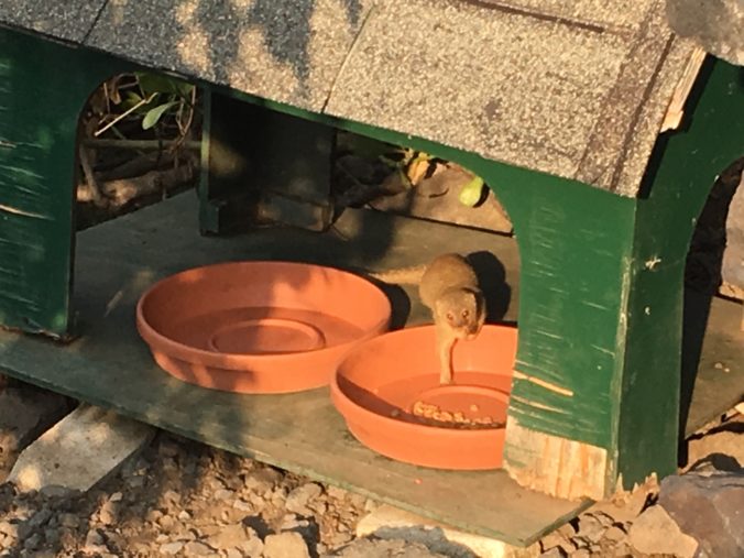 Mongoose Snacking on Cat Food in Kona