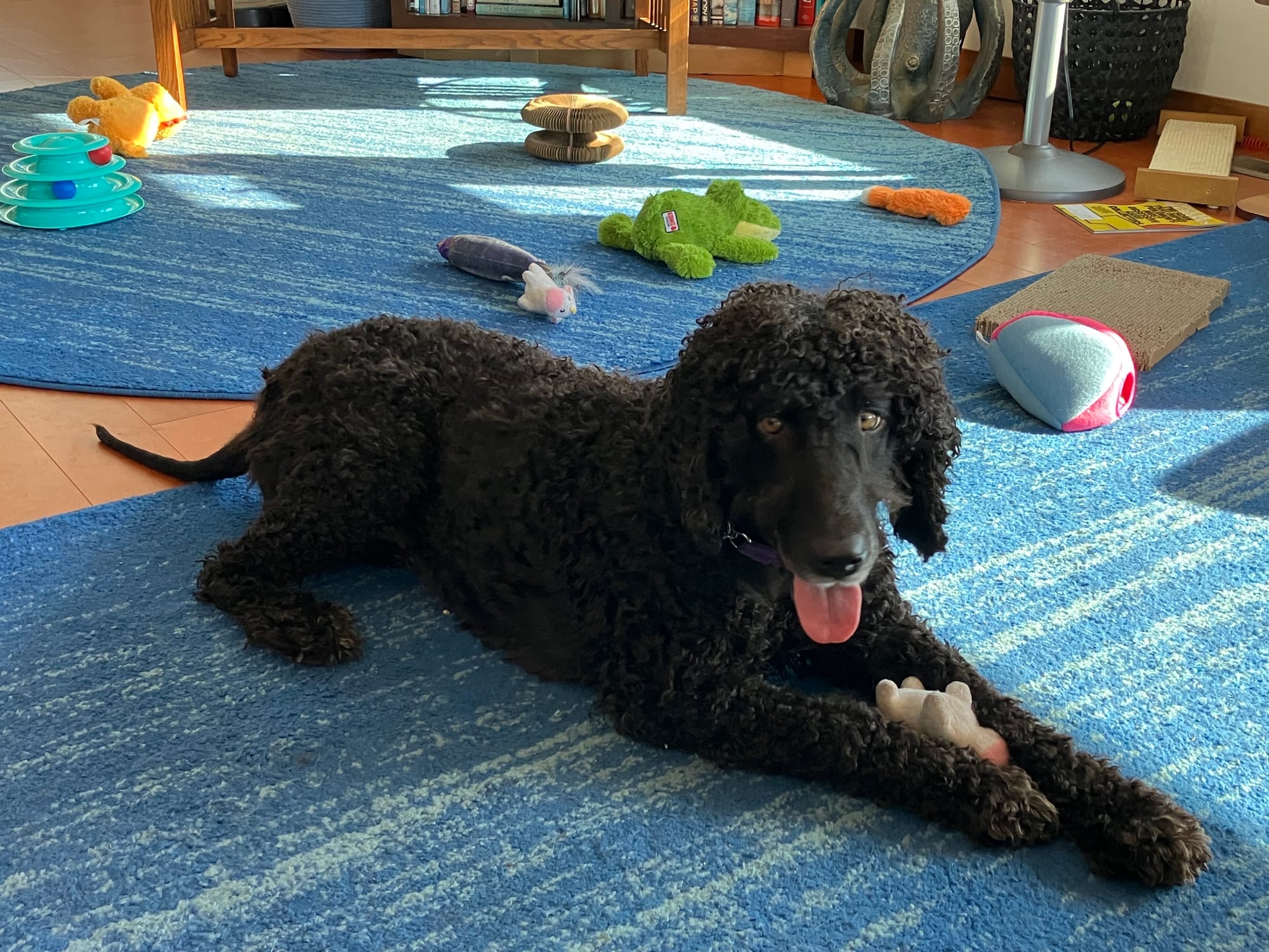 A curly brown-haired Irish Water Spaniel lies on a blue carpet surrounded by dog toys.