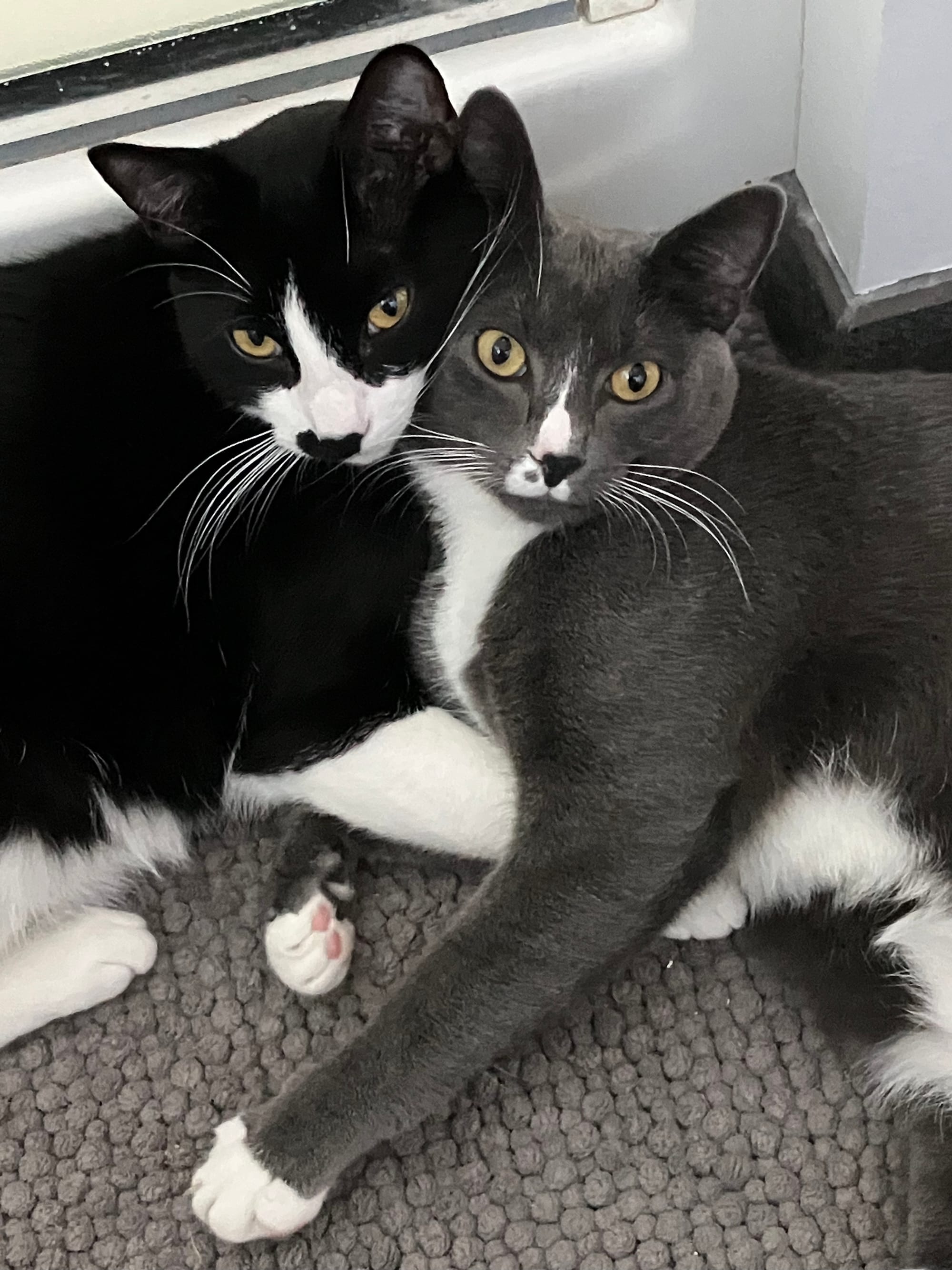 A black-and-white and gray-and-white kitten cuddle together.
