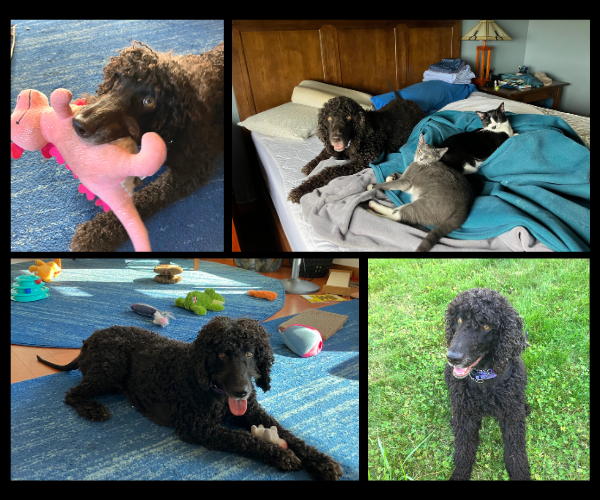 Four photos of a medium-sized dog with curly brown hair, playing with toys and resting.