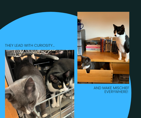 Photos of two kittens exploring an open dishwasher and an open drawer.