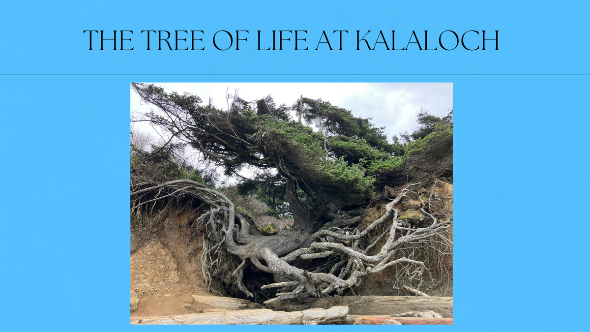 Beach Combing to the Tree of Life